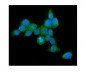Anti-Hsp70 HSPA1A Antibody Picoband™ (monoclonal, 3H5)